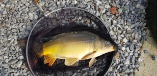 폭포낚시터 유료낚시터 > 기쁘다 송~어 오셨네! 폭포낚시터에 송어가 입성했다! : 낚시사랑