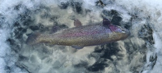 밤밭낚시터 유료낚시터 > 밤밭낚시터 겨울얼음 낚시 및 물낚시 합니다. : 낚시사랑