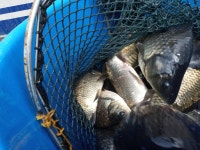 새말낚시터 유료낚시터 > 새말낚시터 공지입니다. : 낚시사랑