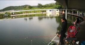 금광호수낚시터 유료낚시터 > 주말 조황도 잘 나와 주었네요. : 낚시사랑