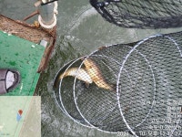 추곡낚시터 유료낚시터 > 조황정보 ^~^ : 낚시사랑