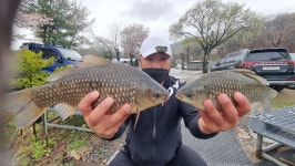 고삼지 금터좌대 유료낚시터 > 고삼지 금터좌대 조황소식! : 낚시사랑