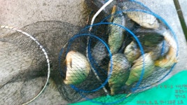 가산낚시터 유료낚시터 > 붕어방류와 조황정보 : 낚시사랑