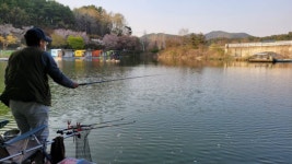 금광호수낚시터 유료낚시터 > 평일 조황 좋습니다. : 낚시사랑