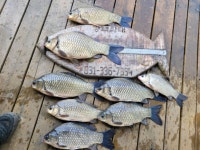 평택좌대 유료낚시터 > 송전지 평택좌대 조황입니다 : 낚시사랑