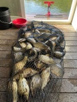 강화삼성 유료낚시터 > 무서운 바람에도 고기는 올라옵니다~~ : 낚시사랑