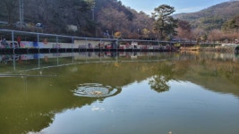금광호수낚시터 유료낚시터 > 평일조황 입니다. : 낚시사랑
