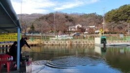금광호수낚시터 유료낚시터 > 평일조황 입니다. : 낚시사랑