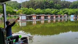 금광호수낚시터 유료낚시터 > 현시간 방류완료 날씨 좋네요. : 낚시사랑