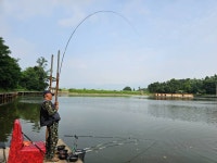 밤밭낚시터 유료낚시터 > 7/7 금 붕어낚시 열심히 나옵니다 : 낚시사랑