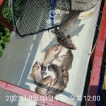 어천낚시터지기 유료낚시터 > 토종 붕어 방류 : 낚시사랑 어천낚시터지기 유료낚시터 > 토종 붕어 방류  : 낚시사랑