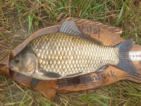 오류내낚시터 유료낚시터 > 조황소식 : 낚시사랑