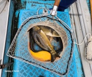 세월낚시터 유료낚시터 > 오랜만에 인사드립니다. : 낚시사랑