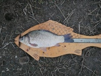 모란지 유료낚시터 > 모란지조황정보 : 낚시사랑