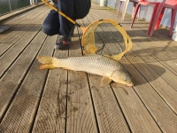 어천낚시터지기 유료낚시터 > 토종붕어 4짜소식 및 토종 붕어 방류 : 낚시사랑