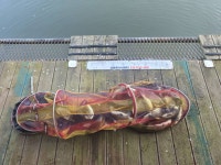 금광호수낚시터 유료낚시터 > 주말조황 입니다. : 낚시사랑