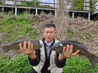 오류내낚시터 유료낚시터 > 4짜는 아무나 잡는다 속보!!!! : 낚시사랑