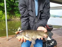 돌배좌대 유료낚시터 > 마리수에 사짜까지축화드립니다 : 낚시사랑