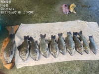 충주화곡낚시터 유료낚시터 > 충주화곡낚시터 조황정보 : 낚시사랑