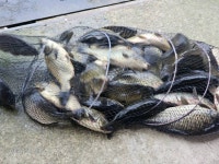 밤밭낚시터 유료낚시터 > 밤밭 8/30(금) 여름끝자락 붕어낚시 : 낚시사랑