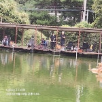 세월낚시터 유료낚시터 > 호조황 속의 묵직한 손맛 : 낚시사랑