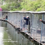 세월낚시터 유료낚시터 > 연휴동안의 조황 소식과 행운 : 낚시사랑