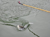 마둔지기 유료낚시터 > 붕어의 인해전술을 감당 할수 있을까 : 낚시사랑