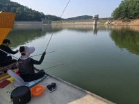 용인지곡낚시공원 유료낚시터 > ◐ 개장 날짜 변경과 4짜붕어 ◐ : 낚시사랑