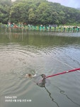 추곡낚시터 유료낚시터 > 조황정보 입니다. : 낚시사랑