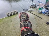 안석낚시터 유료낚시터 > 7월 3주 조황소식 : 낚시사랑