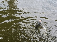 마둔지기 유료낚시터 > 붕어천국 ㅡ 넣으면 나온다 : 낚시사랑