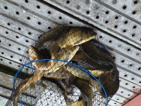 성주리낚시터 유료낚시터 > 성주리낚시터조황 : 낚시사랑