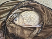 당진항곡낚시터 유료낚시터 > 배수없는 항곡낚시터 조황 : 낚시사랑