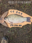 어천낚시터지기 유료낚시터 > 토종붕어 4짜소식(508번째) 및 토종 대붕어 방류 : 낚시사랑