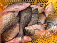 고삼 느티나무좌대 유료낚시터 > 2020년 느티나무의 가을1 : 낚시사랑