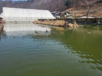 조월선생 > 강원도 태백 금천낚시터 : 낚시사랑