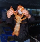 후크선장 바다낚시조황 > 목.금 조항사진 : 낚시사랑