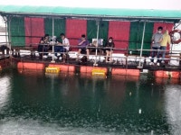 도비도와따 바다낚시조황 > 8월 29일 당진 도비도항 와따좌대!실시간조황!! : 낚시사랑