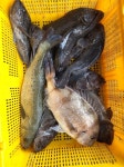 도비도와따 바다낚시조황 > 10월 1일 당진 도비도항 와따좌대!실시간조황!! : 낚시사랑