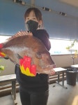  도비도바람 바다낚시조황 > 1/3  도비도  부흥호좌대  조황 : 낚시사랑