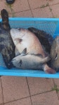 후크선장 바다낚시조황 > 과 바다낚시 일요일 조황 스케치 : 낚시사랑
