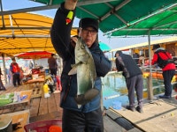 미리내좌대 바다낚시조황 > 당진도비도 3월23일조황입니다 : 낚시사랑