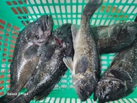 미리내좌대 바다낚시조황 > 당진도비도 5월30일조황입니다 : 낚시사랑