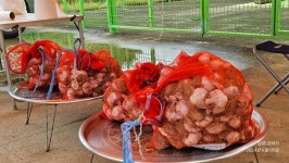 고수영남 6월 정출 이모저모(오태지)