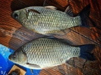 영천에서 - 이 면 지 -