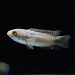 포인트 어종 추천 좀요 - 아피스토그라마 마이너 갤러리