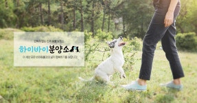 하이바이 << 여기 찐 유기견보호소 맞음? - 멍멍이 갤러리