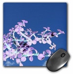 Flag, 18 x 27 | AccuWeather Shop 3dRose 3dRose fl_170167_2Helichrysum Mixed Colors Roudabushs Seed Store Straw Flowers Garden... 