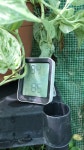 Watch Using the Govee H5075 Hyrgometer/Thermometer on Amazon Live