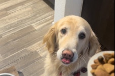 Watch Honest review of Blue Buffalo Wilderness dog food! on Amazon Live